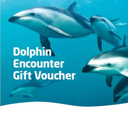 One Adult Dolphin Swim Gift Voucher