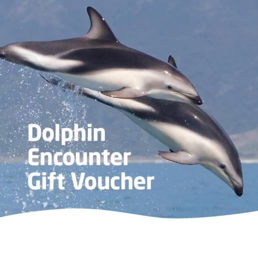 One Adult Dolphin Watch Gift Voucher