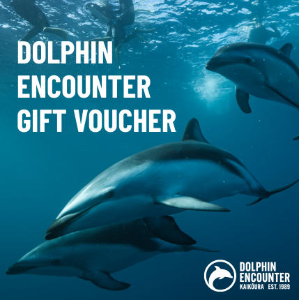 One Adult Dolphin Swim Gift Voucher