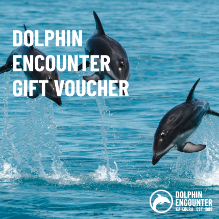 One Adult Dolphin Watch Gift Voucher