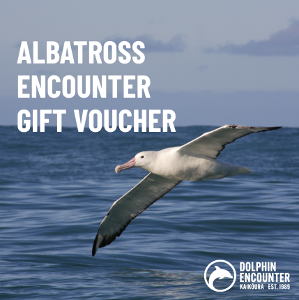 Albatross Encounter Gift Vouchers